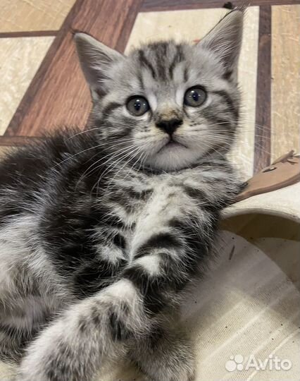 Метисы мейн-куна котята