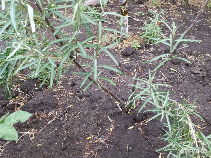 Облепиха вишня