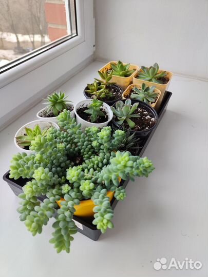 Суккуленты Микс 1