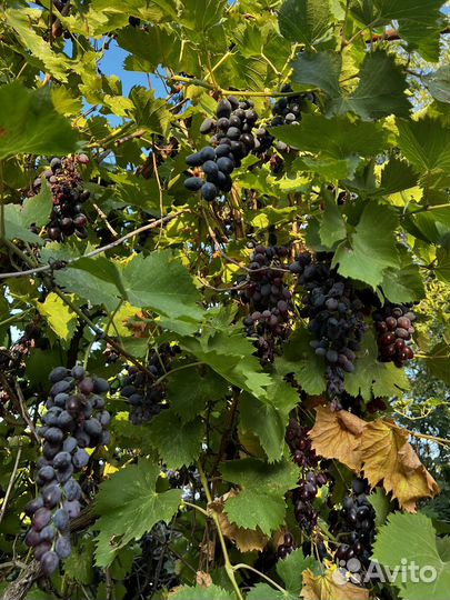Винный виноград