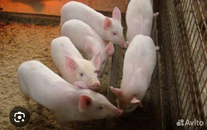 Поросенок ландрас