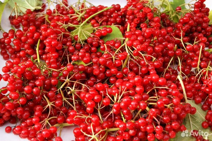 Калина Красная