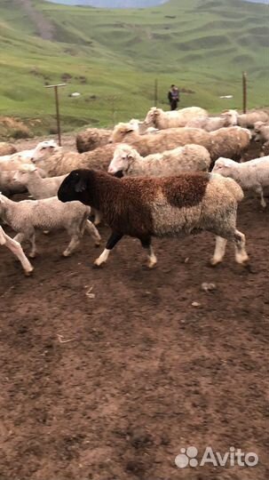 Бараны дорпер