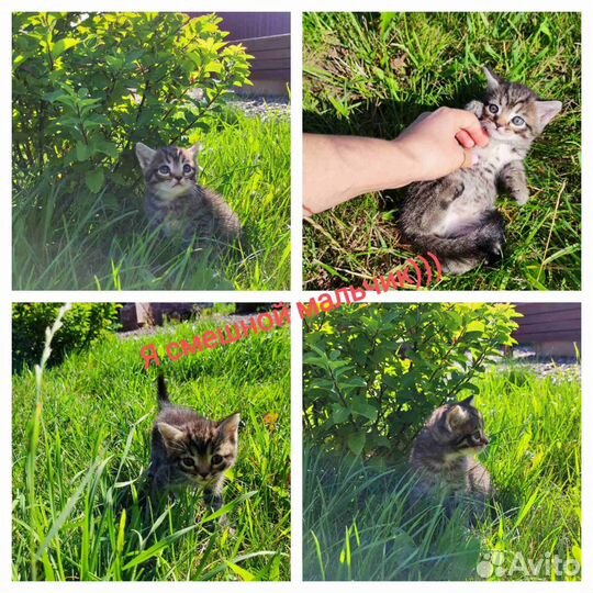 Котята в добрые руки