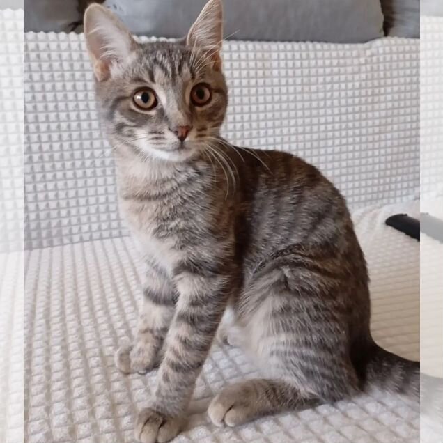Котёнок в добрые руки