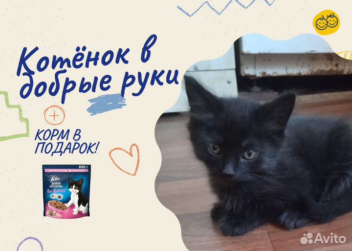 Котята в добрые руки