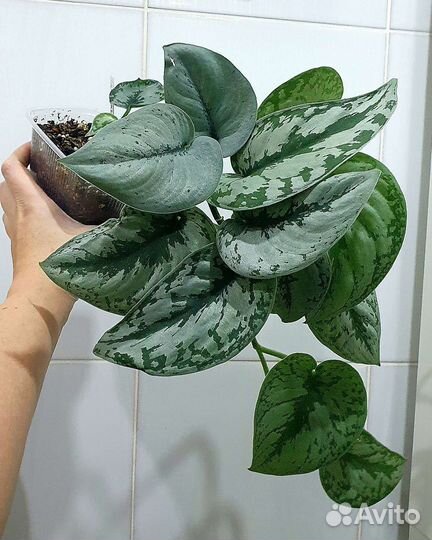 Сциндапсусы сортовые