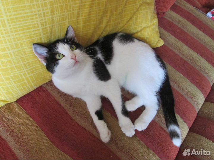 Отдаю кошечку