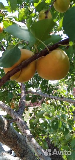 Абрикос оптом