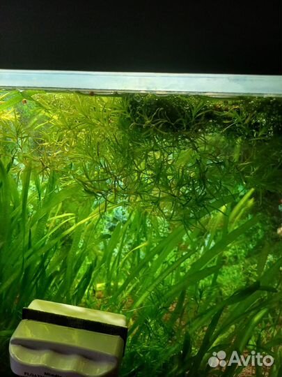 Аквариумное растение,возможен обмен на рыбок