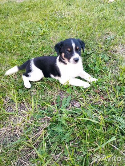 Щенки бесплатно в добрые руки