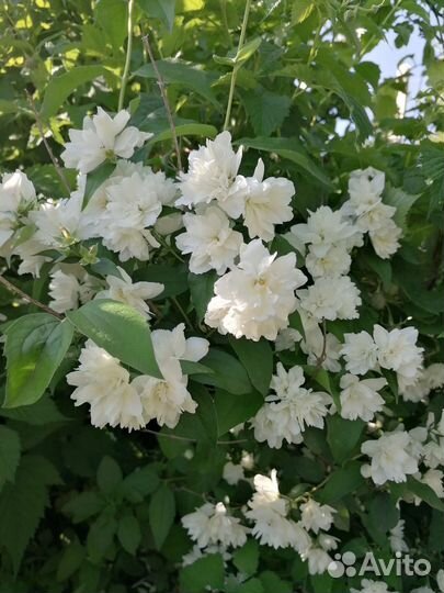 Многолетние цветы