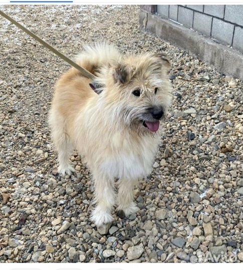 Собака в дар