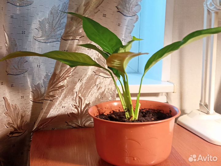 Спатифиллум, Дримиопсис