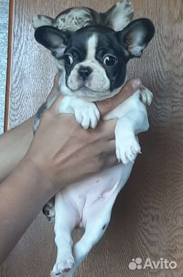 Французский бульдог