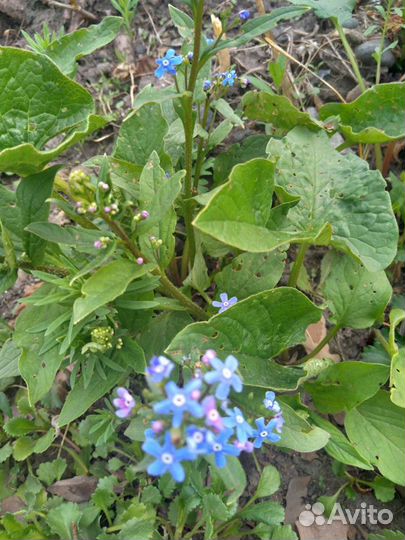 Садовые многолетники