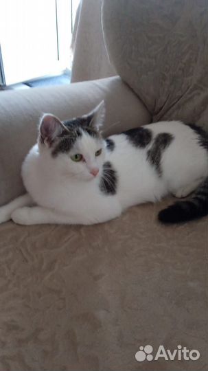 Кошка Марта