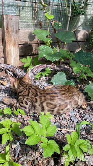 Маленькие котики