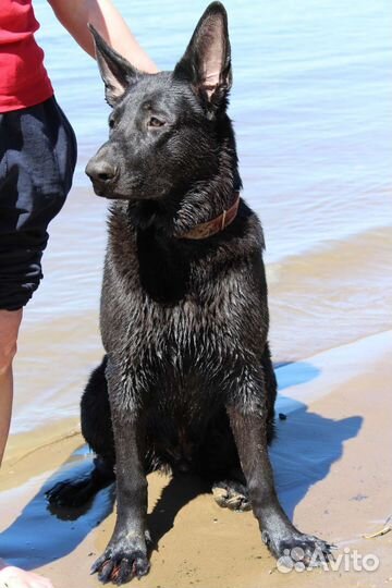 Волкособ. Вязка