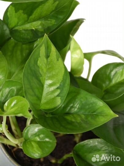 Эпипремнумы сортовые