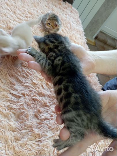 Бенгальские котята