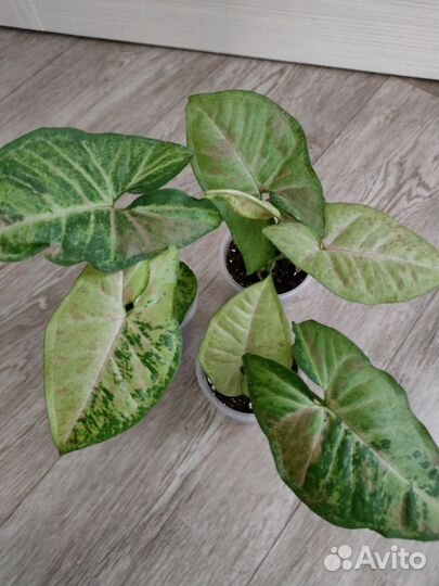 Комнатные растения микс