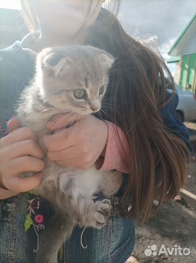 Шотландская вислоухая кошечка