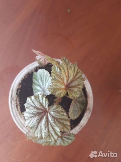 Бегония Грифон