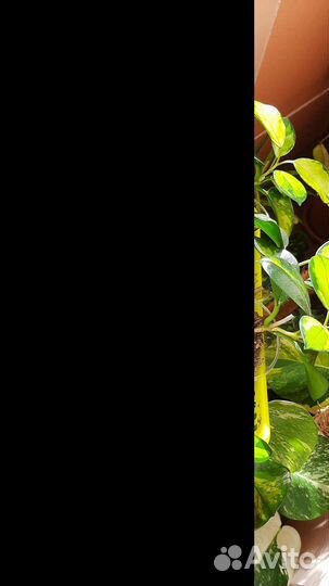 Хойя аустралис Лиза