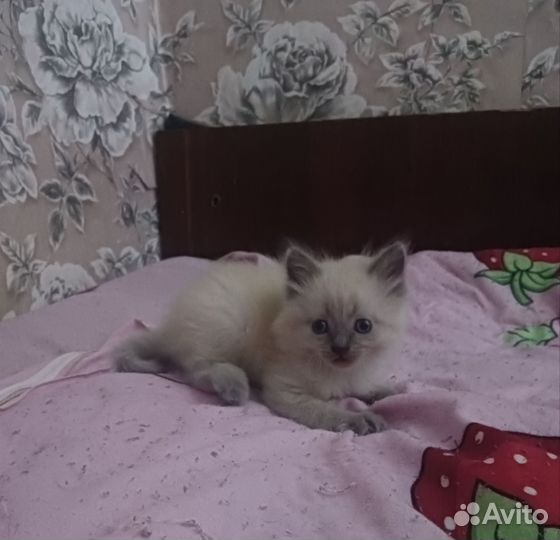 Невская маскарадная