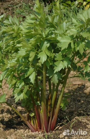 Лекарственные, пряные травы