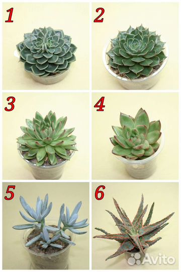 Суккуленты (обновлено 08 августа)