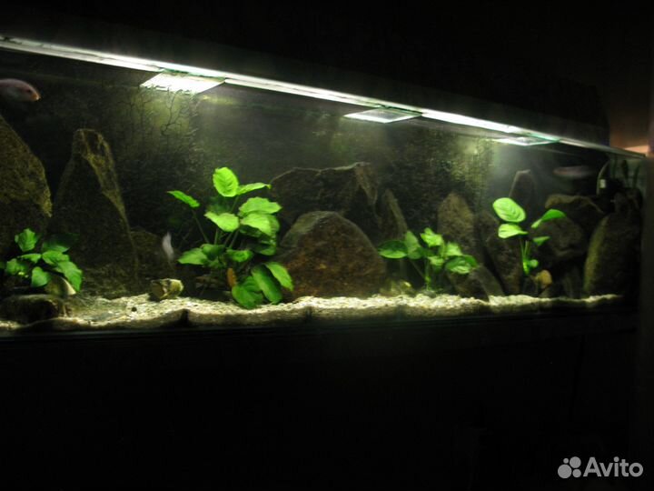 Аквариум 150х40х20 б/у