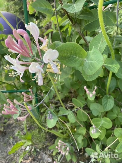 Крупномер Жимолости Каприфоль