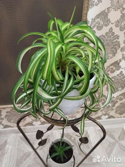 Комнатные цветы Хлорофитум