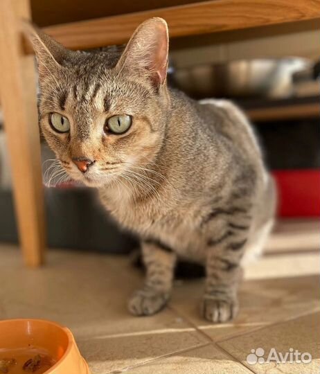 Очаровашка Ушко очень ждёт любящего хозяина