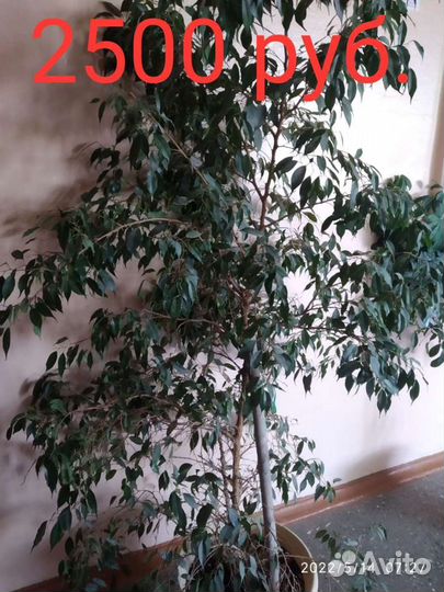 Комнатные растения цветы