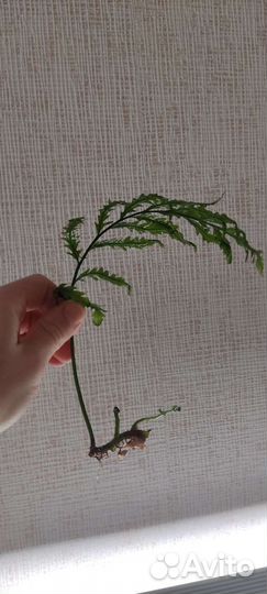 Индийский папоротник, папоротник Болбитис