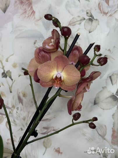 Орхидея фаленопсис
