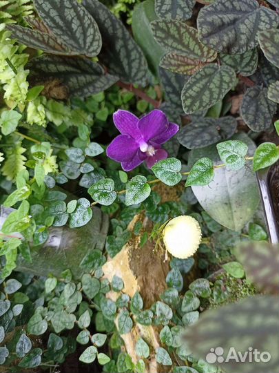 Растения для флорариумов, террариумов, флорариум