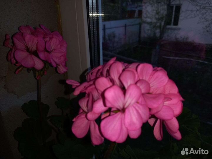 Пеларгония