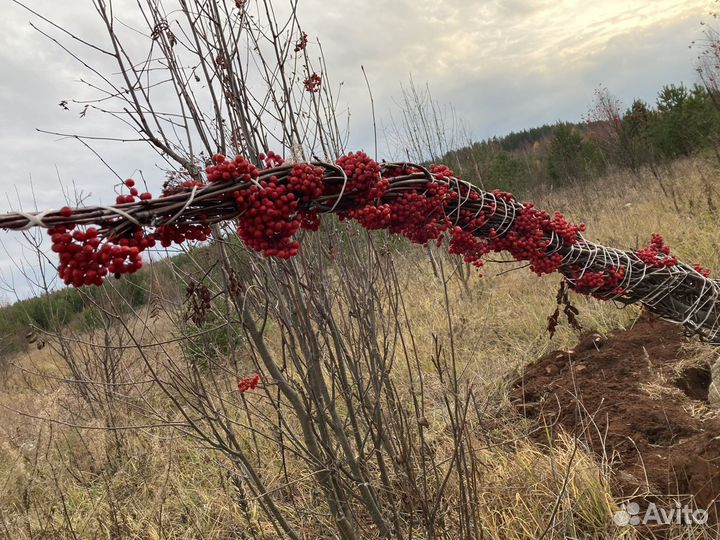 Рябина кустовая (крупномер)
