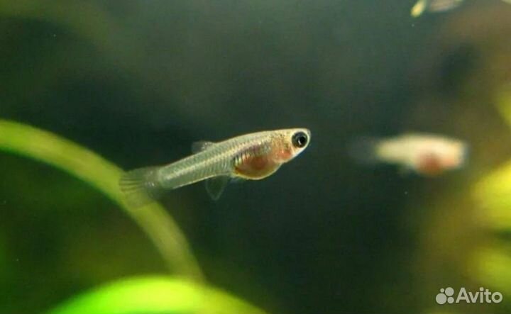 Мальки гуппи