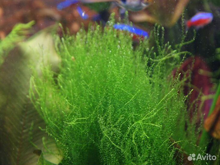 Сомики анцитрусы. Улитки ампулярии