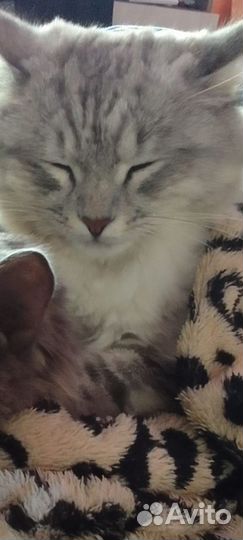 Кошечка в добрые руки