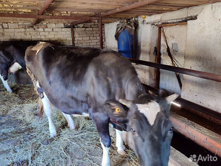 Продаëтся тëлка