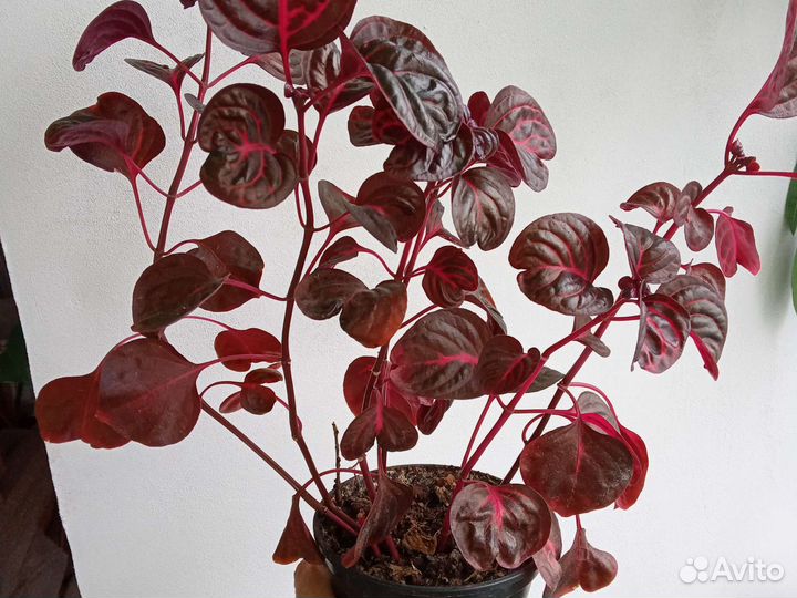 Фикус Бенджамина, Ирезине Хербста