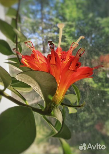 Красивоцветущие комнатные растения