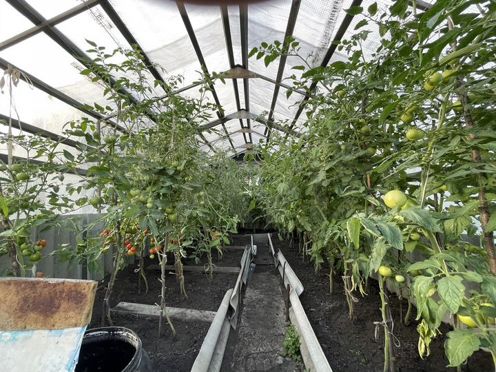 Участок 12 сот. (СНТ, ДНП)