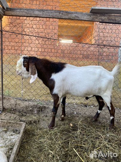 Домашние животные